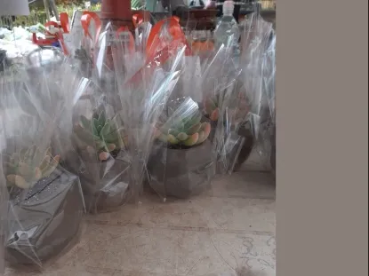 סוקולנט שתול בעציץ בטון יצוק  עטוף צלופן